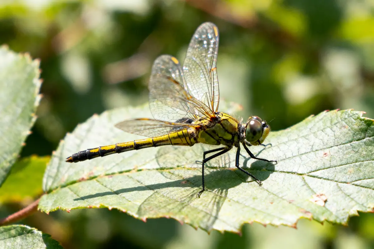 Libellule jaune et noire posée sur une feuille verte, avec des ailes transparentes, éclairée par le soleil.