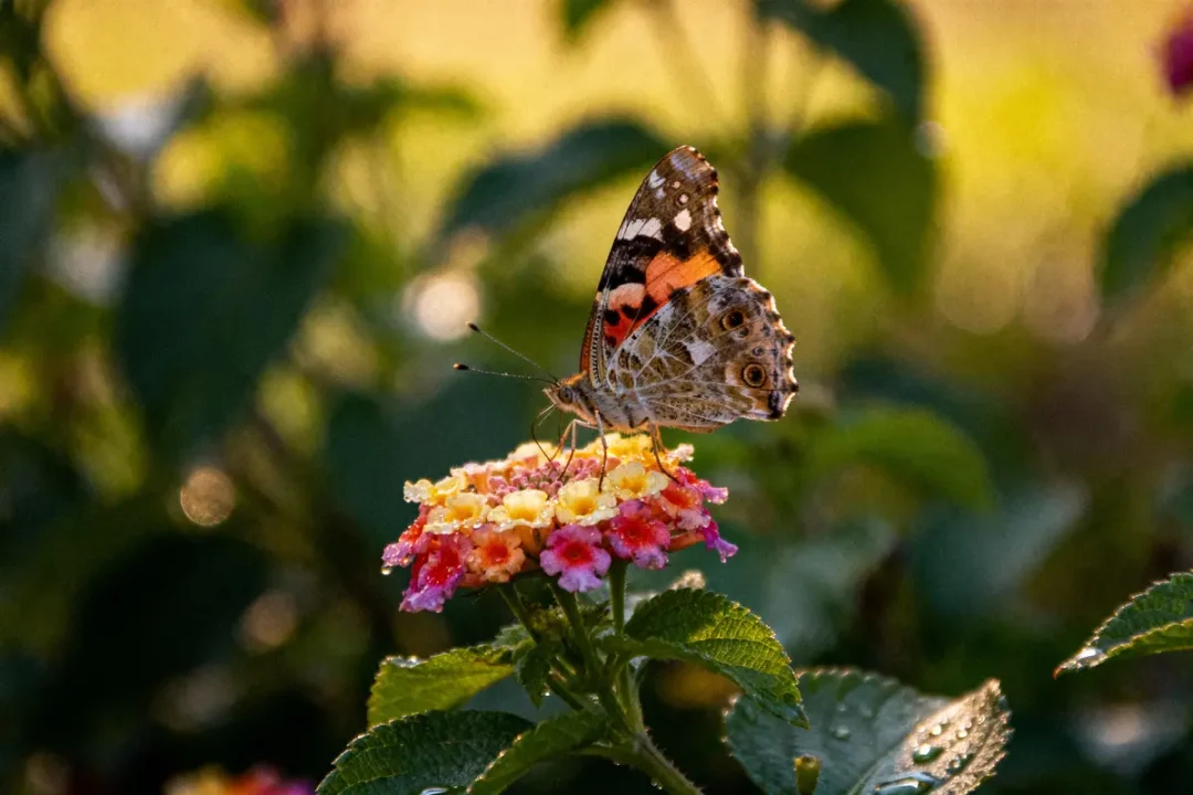 Papillon coloré posé sur une fleur aux pétales multicolores avec fond flou verdoyant et lumineux.
