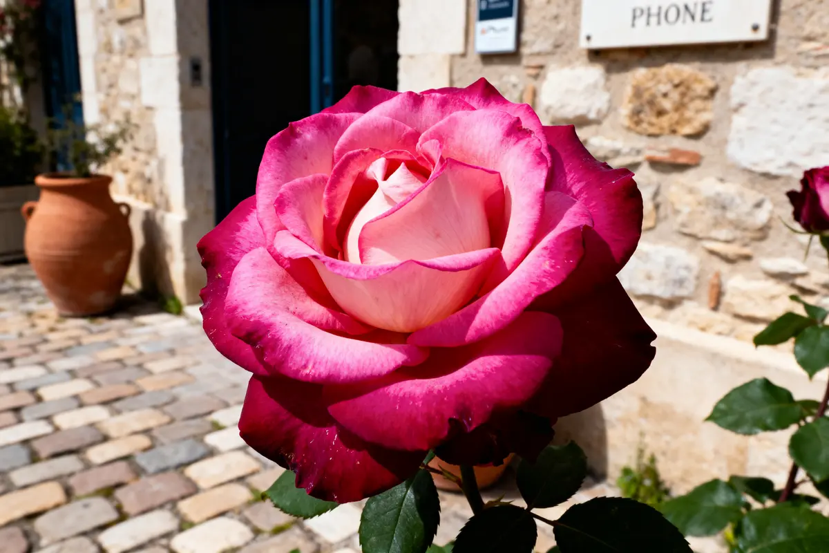 Rose rose et blanche en gros plan, devant un mur en pierre, avec pot en terre cuite en fond.