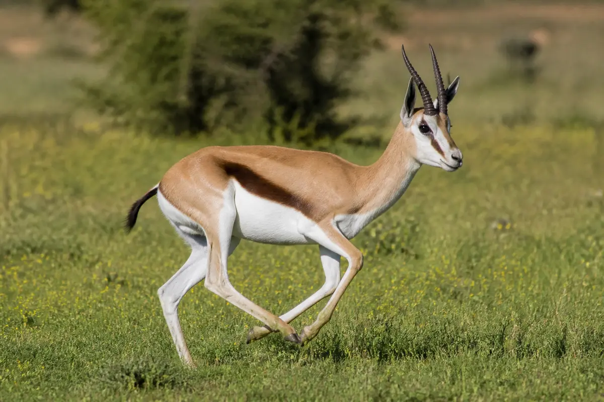 Gazelle courant dans savane verte, rapide comme un léopard
